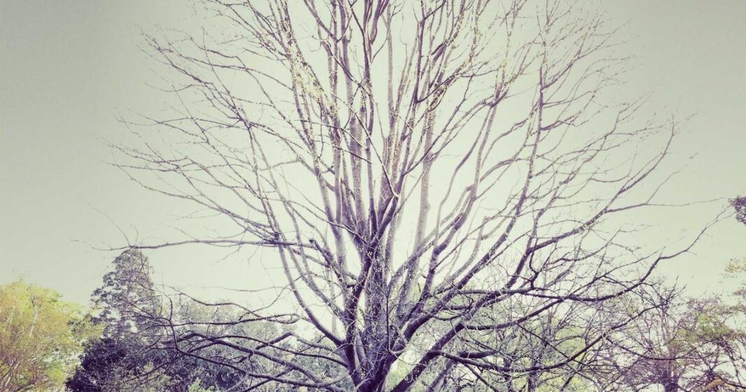 Picsum ID: 140